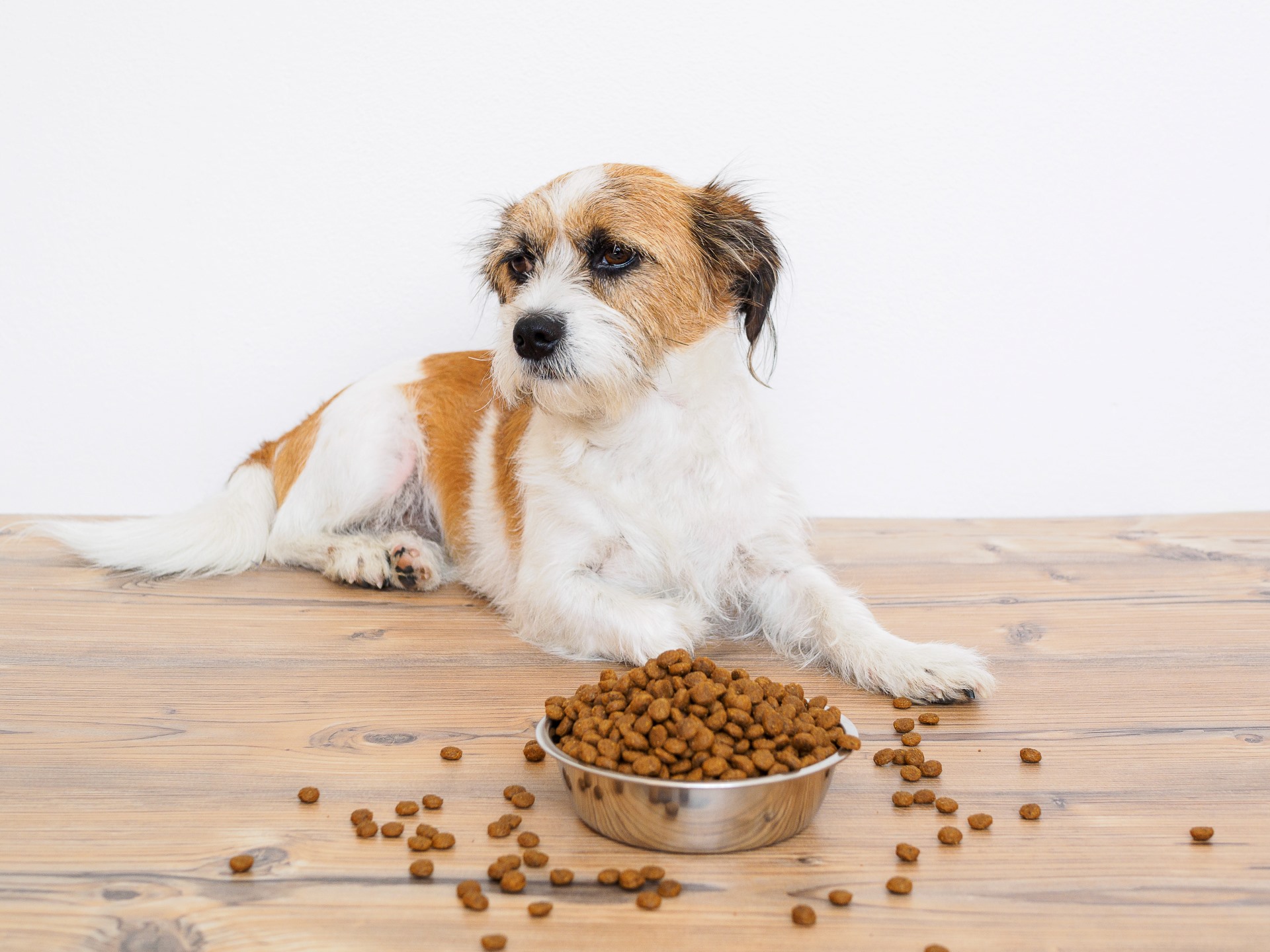 犬用フードボウル・食器